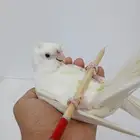 كروان البينو جاهز للتزواج