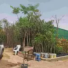 تنسيق الحدائق وزراعة الاشجار والورود والنخيل