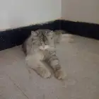 قطة للبيع