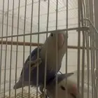 للبيع روز اليف