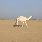 اللبيع القحه