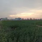 مطلوب أرض زراعيه للإيجار مساحه لاتقل عن 45 الف متر مربع