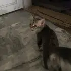 قطه انثى عمره 3شهور للتبني