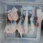 قعود بلدي لباني علي الشرط