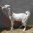 2 تيوس هولندي مخصيه تم البيع