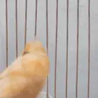 ذكر كناري وحش