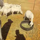 غنم حري دفيع شرط العدد 30معه الفحل