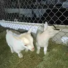 ماعز قزم تيس متنوع الاعمار والمستوى ومعرفين