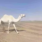 ناقه ضروبه للبيع