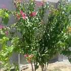 غسيل وتنظيف بركة ماء