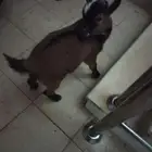 تيس قزم اليف وهادئ غير مزعج