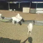 عجول وحاشي وغنم