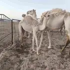 للبيع 3قعدان