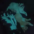 ل التبني اربع قطط اخوان