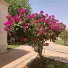 تصميم حدائق و landscaping