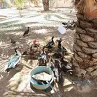 عندي بط للبيع ذكور واناث