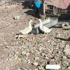 بط بكيني للبيع