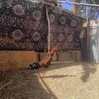 دجاج باكستاني سندي