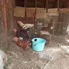 اربعه ديوكه باكستاني ب240