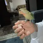 ببغاء روز هدد