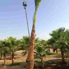 نخل واشنطن نخل عربي ليمون حمضيات برتقال
