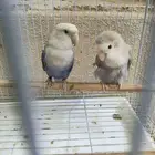روز لي البيع