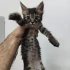 قط ذكر للتبني