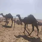 للبيع بكره مفروده