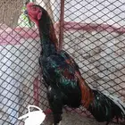 طقم شامو الماني حامل هزاز