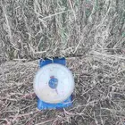 ذرة جيزانية ناعمة