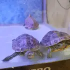 سلاحف مائية قزوينية للبيع