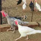 دجاج رومي