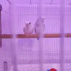 جوز روز منتج شرط