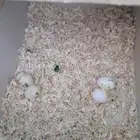 زوج كروان منتج