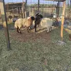 للبيع النعيم