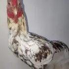 ما شاء الله ديك سندي