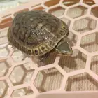 سلاحف مائية للبيع