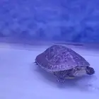 سلحوف للبيع