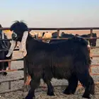 جذع جاهز للهداد عارضي فاخر