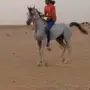 حصان شعبي 