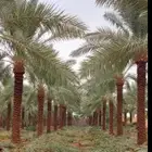 توريد وزراعه النخيل المثمر والزينه