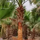 نخل واشنطني واشنطوانيا زينه للبيع