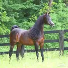 شريك في مربط خيل في الرياض ديراب
