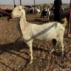 معزاء مراح