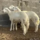 طليان فروع ظهر وطرف وفيها 2 مشاريع فحول