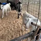 تيوس طيبه للبيع