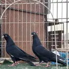 حمام باكستاني رامبوري