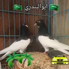 حمام ايراني