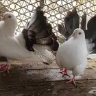 زوج هزاز هولندي لتواصل ارسل على