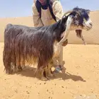 عرض لعشاق الزين معزاء عوارض صنف